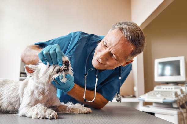 Best 24-Hour Emergency Dental Care in Richmond, MN